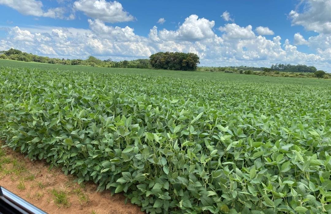 Rural com 4 Quartos à Venda, 240,00 m² - Foto 16