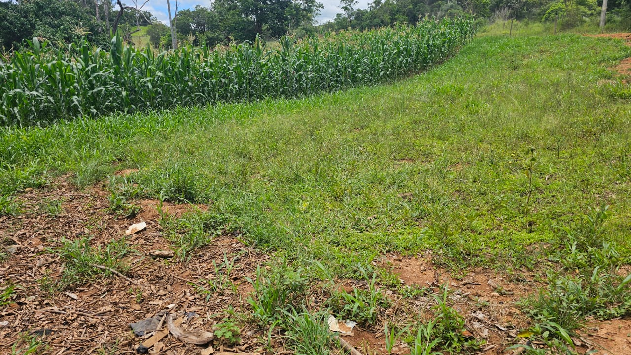 Rural com 3 Quartos à Venda, 160.000,00 m² - Foto 9