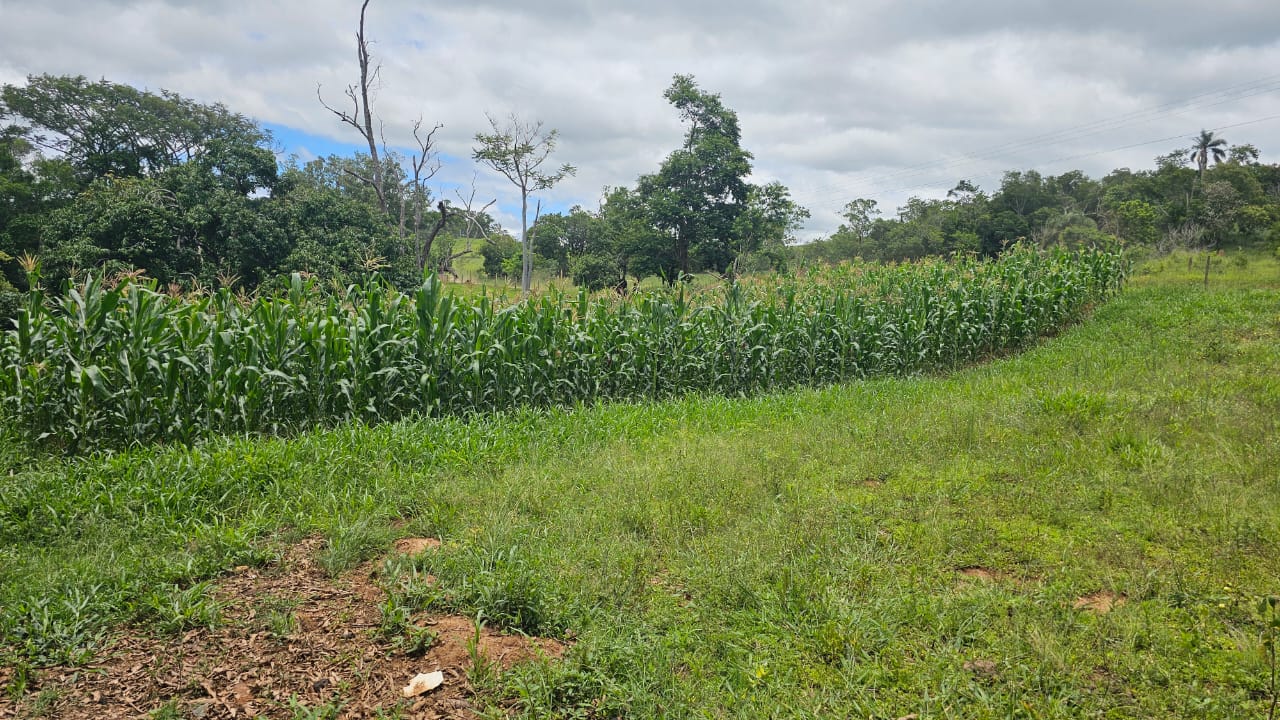 Rural com 3 Quartos à Venda, 160.000,00 m² - Foto 17