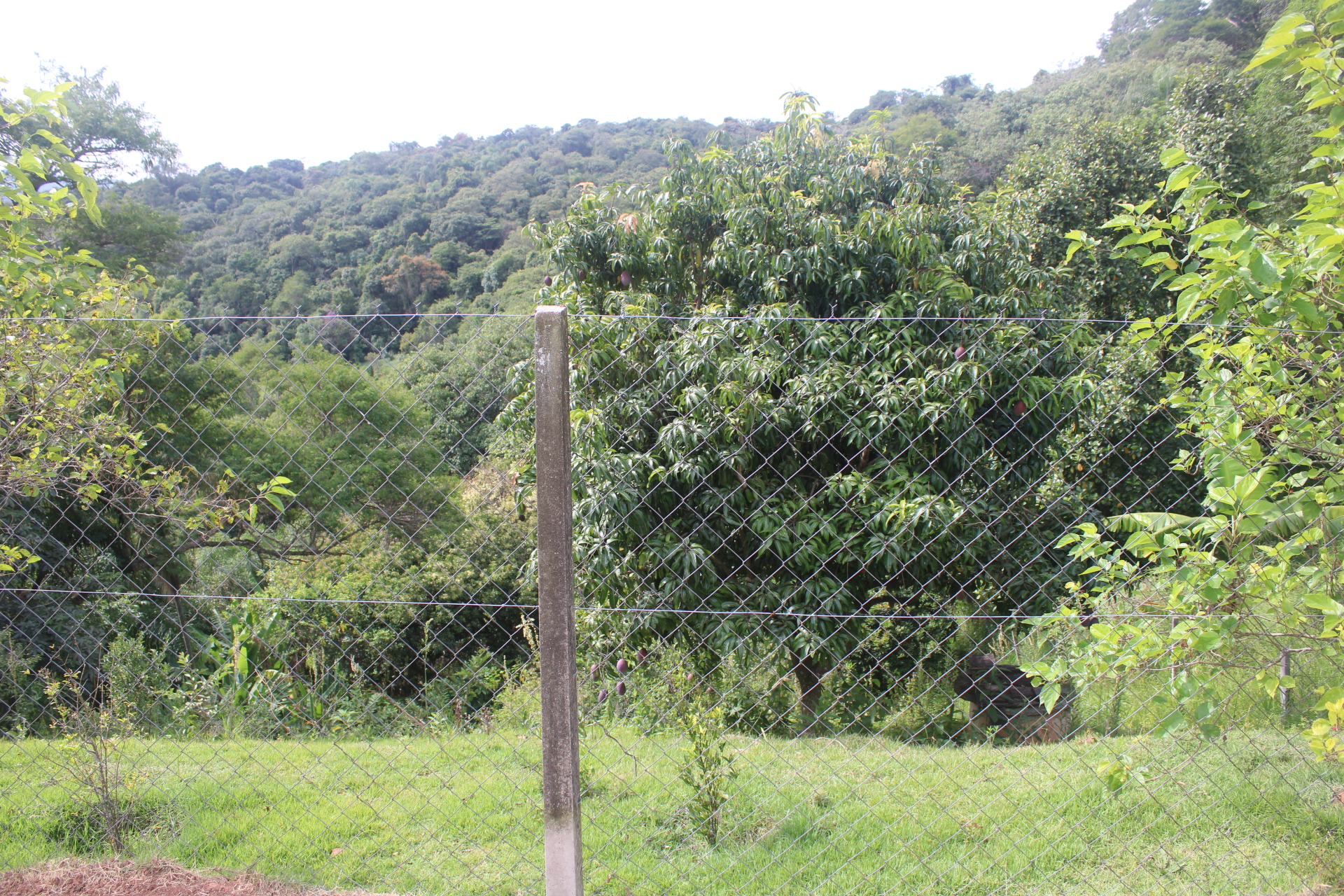 Rural com 4 Quartos à Venda, 3.000,00 m² - Foto 74