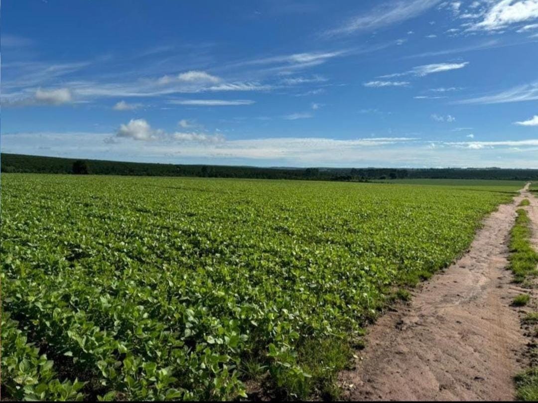 Rural com 4 Quartos à Venda, 240,00 m² - Foto 6