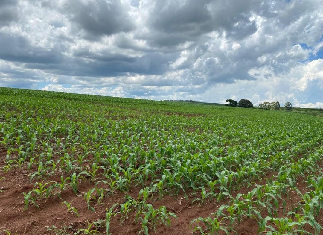 Rural com 4 Quartos à Venda, 240,00 m² - Foto 9