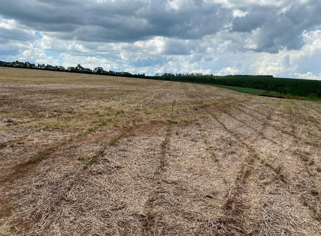 Rural com 4 Quartos à Venda, 240,00 m² - Foto 14