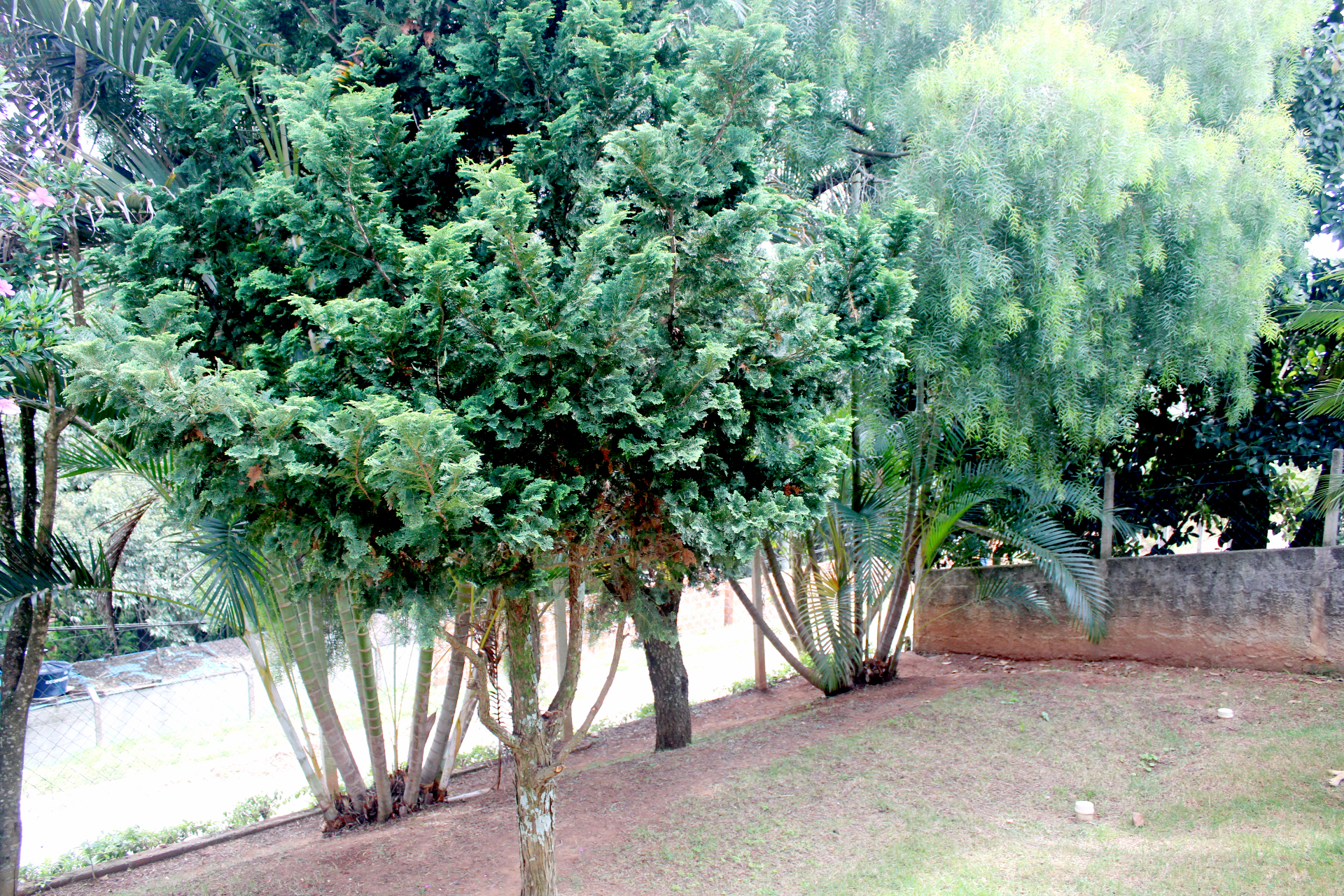 Rural com 4 Quartos à Venda, 3.000,00 m² - Foto 7