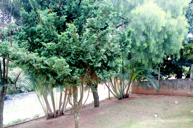 Rural com 4 Quartos à Venda, 3.000,00 m² - Foto 10